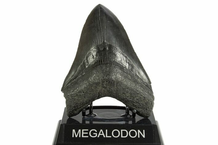 Fossil Megalodon Tooth - South Carolina #344557